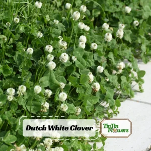 Dutch White Clover Seeds - Trifolium repens - 20 Seeds - Low Maintenance Ground Cover - Image 1