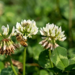 Dutch White Clover Seeds - Trifolium repens - 20 Seeds - Low Maintenance Ground Cover - Image 6