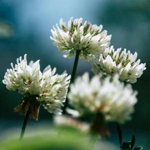 Dutch White Clover Seeds - Trifolium repens - 20 Seeds - Low Maintenance Ground Cover - Image 7