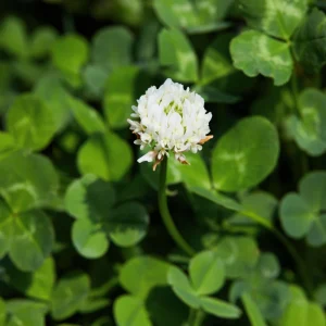 Dutch White Clover Seeds - Trifolium repens - 20 Seeds - Low Maintenance Ground Cover - Image 8