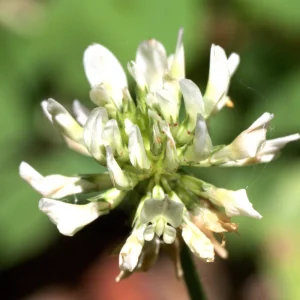 Dutch White Clover Seeds - Trifolium repens - 20 Seeds - Low Maintenance Ground Cover - Image 9