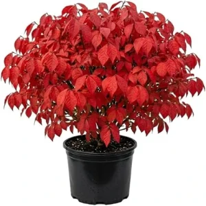 Dwarf Burning Bush Live Plant - 12-18" Tall, Gallon Pot, Vibrant Red Fall Color, Outdoor Shrub - Image 3