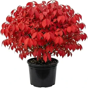 Dwarf Burning Bush Live Plant - 12-18" Tall, Gallon Pot, Vibrant Red Fall Color, Outdoor Shrub - Image 4