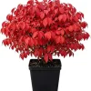 Dwarf Burning Bush Live Plant – Winged Euonymus Shrub 6-12" Tall 4" Pot - Image 1