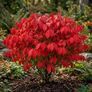 Dwarf Burning Bush Live Plant – Winged Euonymus Shrub 6-12" Tall 4" Pot - Image 3