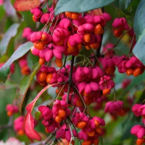 Dwarf Burning Bush Live Plant – Winged Euonymus Shrub 6-12" Tall 4" Pot - Image 5