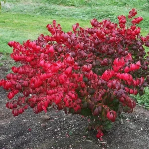 Dwarf Burning Bush Live Plant – Winged Euonymus Shrub 6-12" Tall 4" Pot - Image 6