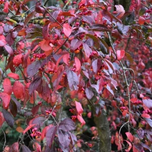 Dwarf Burning Bush Live Plants – 5 Pack, 6-12 inches, Vibrant Red Fall Foliage, Outdoor Shrub - Image 2