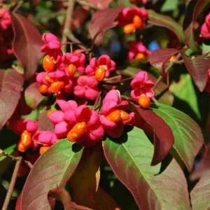 Dwarf Burning Bush Live Plants – 5 Pack, 6-12 inches, Vibrant Red Fall Foliage, Outdoor Shrub - Image 3
