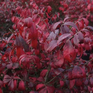 Dwarf Burning Bush Live Plants – 5 Pack, 6-12 inches, Vibrant Red Fall Foliage, Outdoor Shrub - Image 6