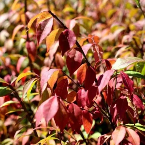 Dwarf Burning Bush Live Plants – 5 Pack, 6-12 inches, Vibrant Red Fall Foliage, Outdoor Shrub - Image 7