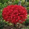 Dwarf Burning Bush Live Plants – 5 Pack, 6-12 inches, Vibrant Red Fall Foliage, Outdoor Shrub - Image 1