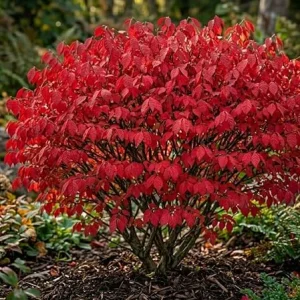 Dwarf Burning Bush Live Plants - 5 Pack, 6-12" Tall Bare Root Shrub for Fall Color - Image 2