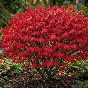 Dwarf Burning Bush Live Plants - 5 Pack, 6-12" Tall Bare Root Shrub for Fall Color - Image 4
