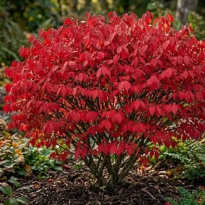 Dwarf Burning Bush Live Plants - 5 Pack, 6-12" Tall Bare Root Shrub for Fall Color - Image 5
