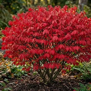 Dwarf Burning Bush Live Plants - 5 Pack, 6-12" Tall Bare Root Shrub for Fall Color - Image 6