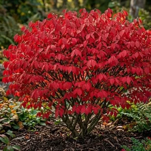 Dwarf Burning Bush Live Plants - 5 Pack, 6-12" Tall Bare Root Shrub for Fall Color - Image 7