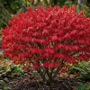 Dwarf Burning Bush Live Plants - 5 Pack, 6-12" Tall Bare Root Shrub for Fall Color - Image 1