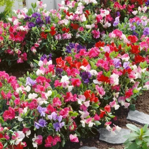 Dwarf Sweet Pea Seeds Mix - Lathyrus odoratus - Fragrant Flowering Seeds - Image 10