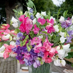 Dwarf Sweet Pea Seeds Mix - Lathyrus odoratus - Fragrant Flowering Seeds - Image 11