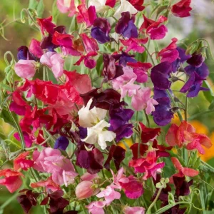 Dwarf Sweet Pea Seeds Mix - Lathyrus odoratus - Fragrant Flowering Seeds - Image 12