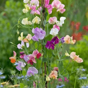 Dwarf Sweet Pea Seeds Mix - Lathyrus odoratus - Fragrant Flowering Seeds - Image 13