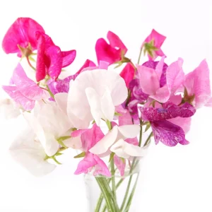 Dwarf Sweet Pea Seeds Mix - Lathyrus odoratus - Fragrant Flowering Seeds - Image 2