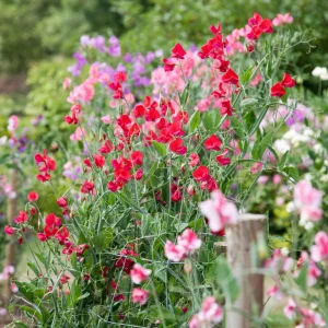 Dwarf Sweet Pea Seeds Mix - Lathyrus odoratus - Fragrant Flowering Seeds - Image 3