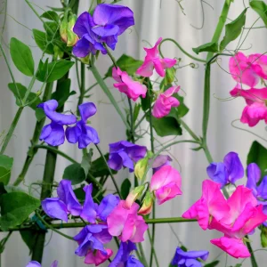 Dwarf Sweet Pea Seeds Mix - Lathyrus odoratus - Fragrant Flowering Seeds - Image 4