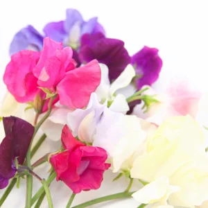 Dwarf Sweet Pea Seeds Mix - Lathyrus odoratus - Fragrant Flowering Seeds - Image 5