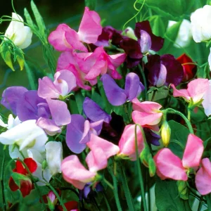 Dwarf Sweet Pea Seeds Mix - Lathyrus odoratus - Fragrant Flowering Seeds - Image 6