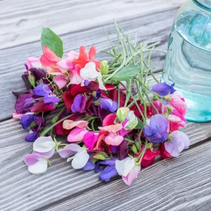 Dwarf Sweet Pea Seeds Mix - Lathyrus odoratus - Fragrant Flowering Seeds - Image 7