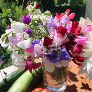 Dwarf Sweet Pea Seeds Mix - Lathyrus odoratus - Fragrant Flowering Seeds - Image 8