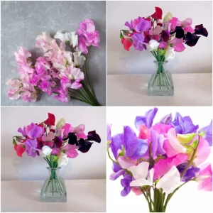 Dwarf Sweet Pea Seeds Mix - Lathyrus odoratus - Fragrant Flowering Seeds - Image 9