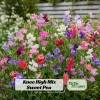 Dwarf Sweet Pea Seeds Mix - Lathyrus odoratus - Fragrant Flowering Seeds - Image 1