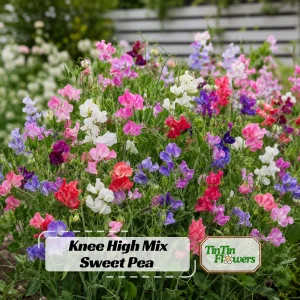 Dwarf Sweet Pea Seeds Mix - Lathyrus odoratus - Fragrant Flowering Seeds - Image 1