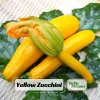 Early Prolific Straightneck Yellow Squash Seeds - 20 Count, High Yield - Image 1