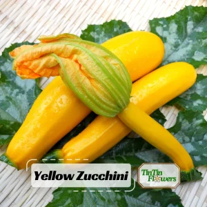 Early Prolific Straightneck Yellow Squash Seeds - 20 Count, High Yield - Image 1