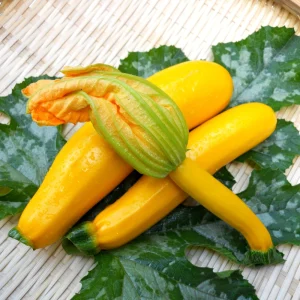 Early Prolific Straightneck Yellow Squash Seeds - 20 Count, High Yield - Image 11