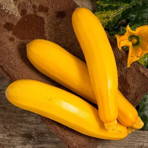 Early Prolific Straightneck Yellow Squash Seeds - 20 Count, High Yield - Image 12