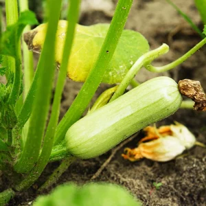Early Prolific Straightneck Yellow Squash Seeds - 20 Count, High Yield - Image 2