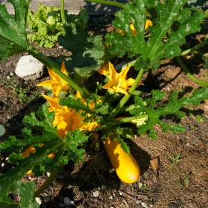 Early Prolific Straightneck Yellow Squash Seeds - 20 Count, High Yield - Image 3