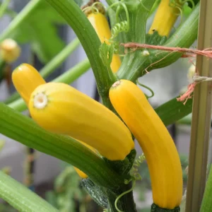 Early Prolific Straightneck Yellow Squash Seeds - 20 Count, High Yield - Image 4