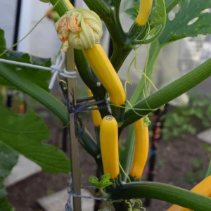 Early Prolific Straightneck Yellow Squash Seeds - 20 Count, High Yield - Image 5