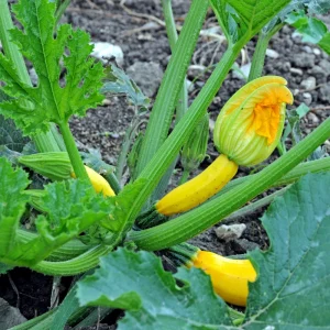 Early Prolific Straightneck Yellow Squash Seeds - 20 Count, High Yield - Image 6