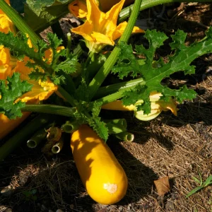 Early Prolific Straightneck Yellow Squash Seeds - 20 Count, High Yield - Image 7