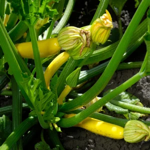 Early Prolific Straightneck Yellow Squash Seeds - 20 Count, High Yield - Image 8