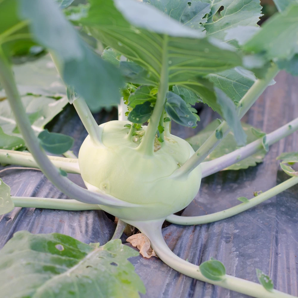 Early White Vienna Kohlrabi Seeds - Heirloom German Turnip Cabbage - Easy to Grow Vegetable - 30 Seeds - Image 11