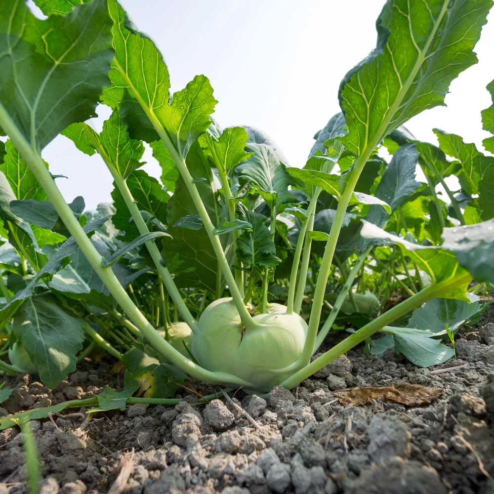 Early White Vienna Kohlrabi Seeds - Heirloom German Turnip Cabbage - Easy to Grow Vegetable - 30 Seeds - Image 12