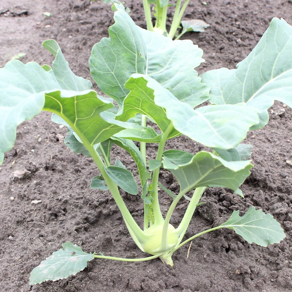 Early White Vienna Kohlrabi Seeds - Heirloom German Turnip Cabbage - Easy to Grow Vegetable - 30 Seeds - Image 14